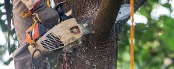 How Our Tree Care Process Works  in Chesterton, IN